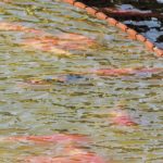 Tình hình sản xuất Nishikigoi tại Nhật Bản 2025-2026